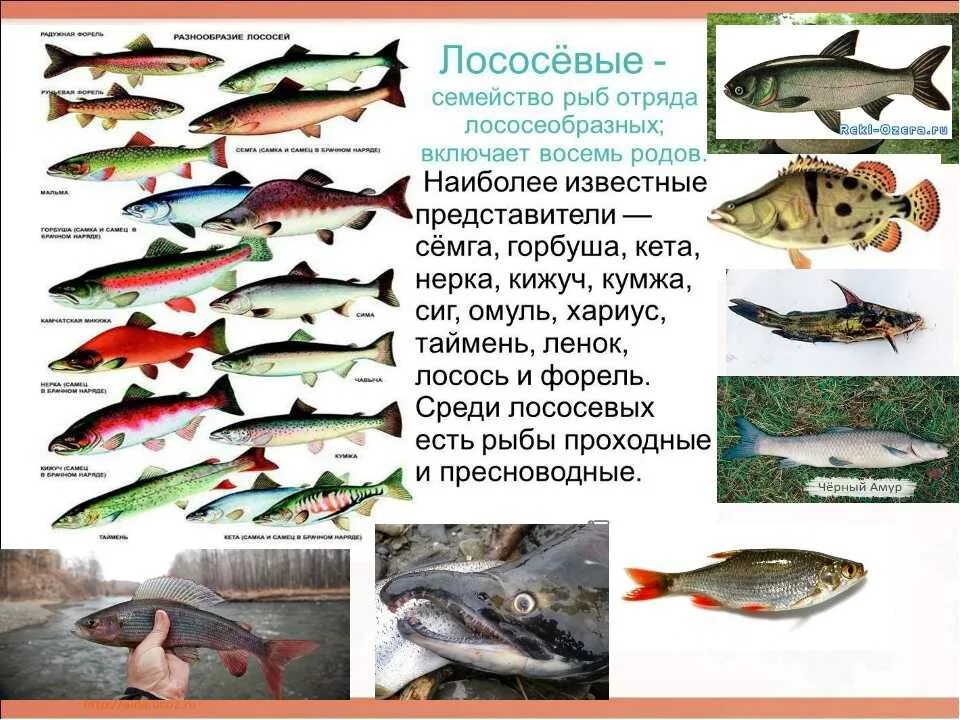 Лососевые рыбы список и фото Лососевые: рыбы семейства лососевых, список представителей