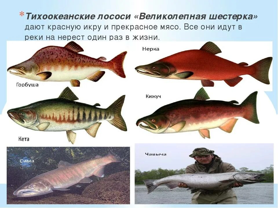 Лососевые рыбы список названий с фото Семейство лососевых рыб: список с названиями, фото и описаниями - внешний вид и 
