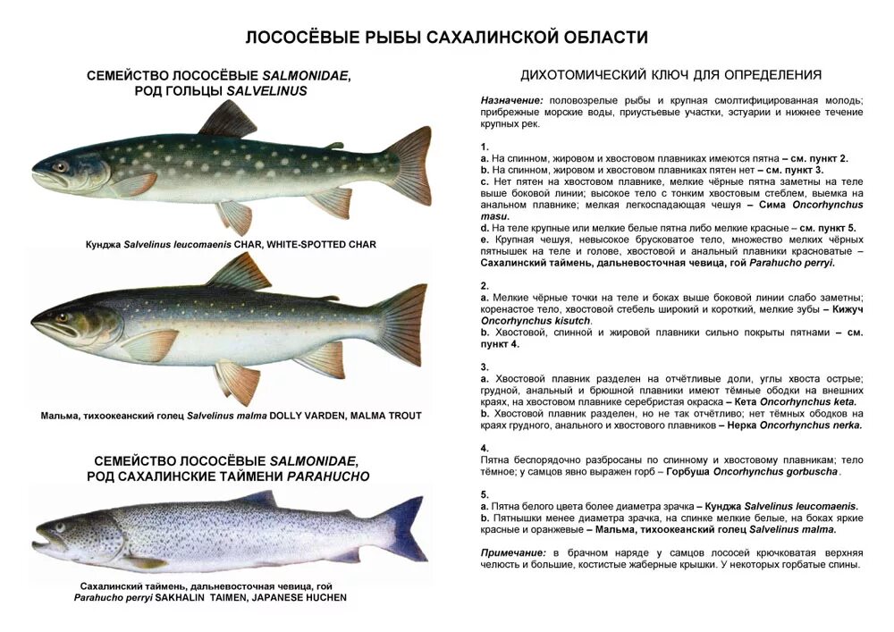 Лососевые рыбы список названий с фото Образовательные программы по изучению лососей - info - Клуб Бумеранг