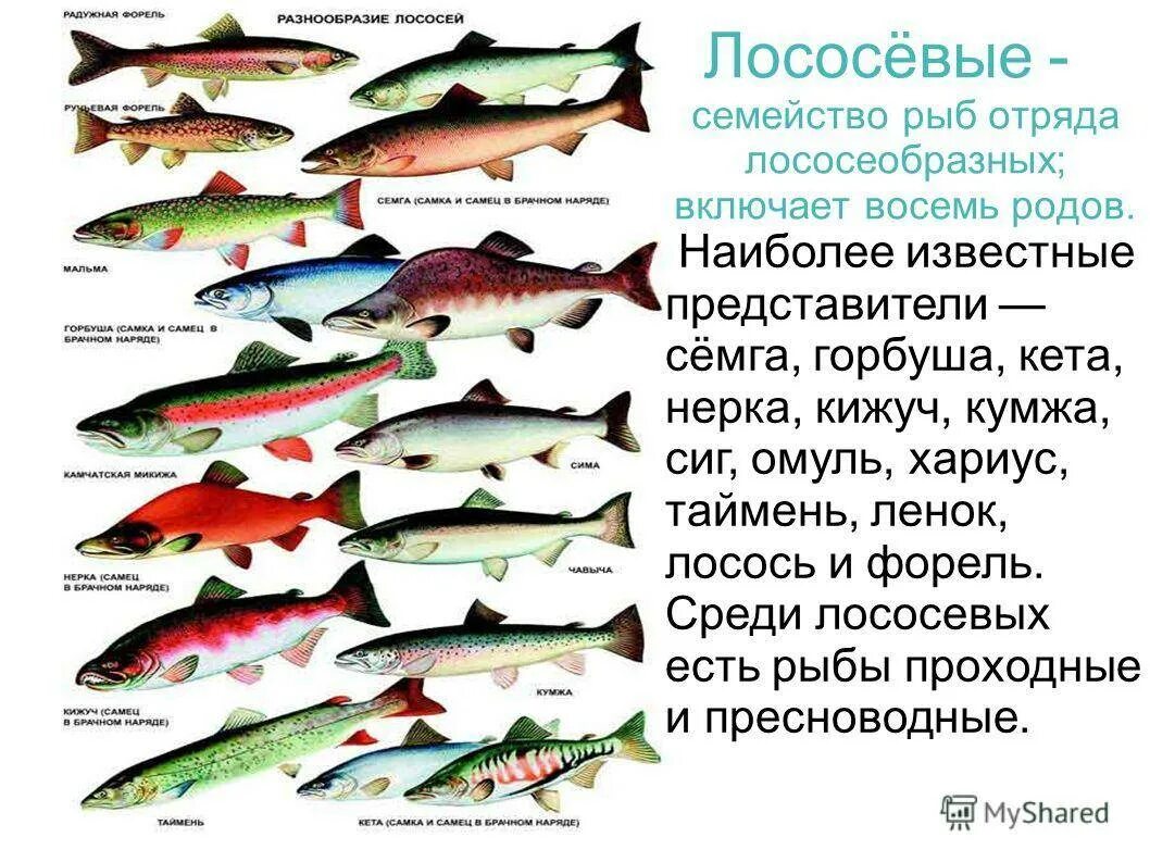 Лососевые рыбы список названий с фото Полезные советы