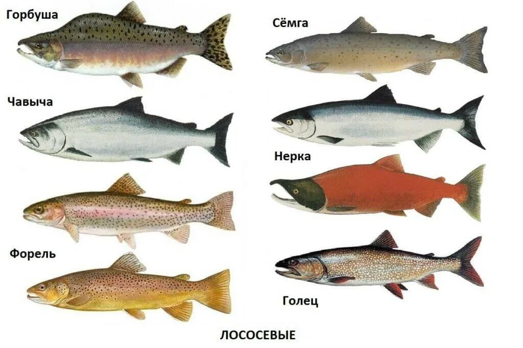 Лососевые рыбы список названий с фото Какую рыбу используют для суши и роллов - Суши Со-Ко