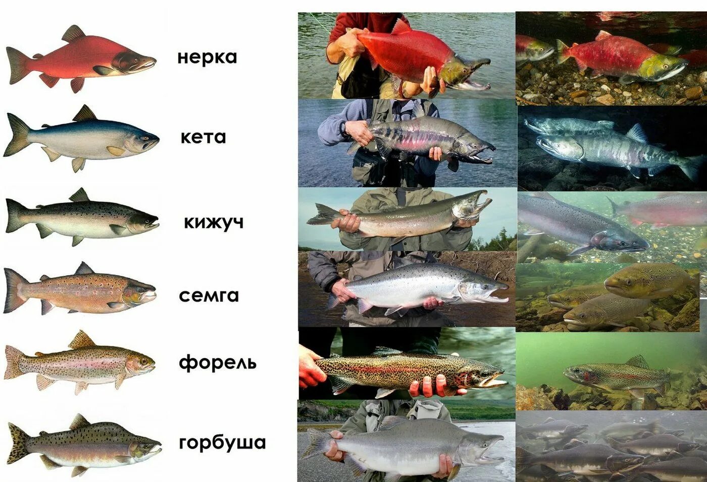 Лососевые рыбы список названий с фото Oncorhynchus Suckley, 1861) Род Онкоринхусы, Онкоринхи, Тихоокеанские лососи, Ge