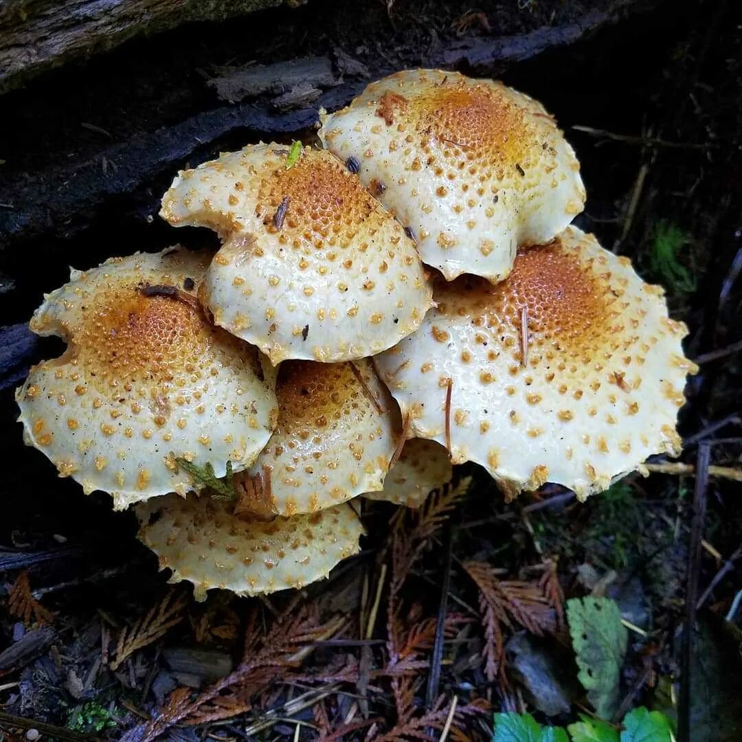 Ложные королевские опята фото Королевские опята: фото и описание гриба, ложные и съедобные двойники