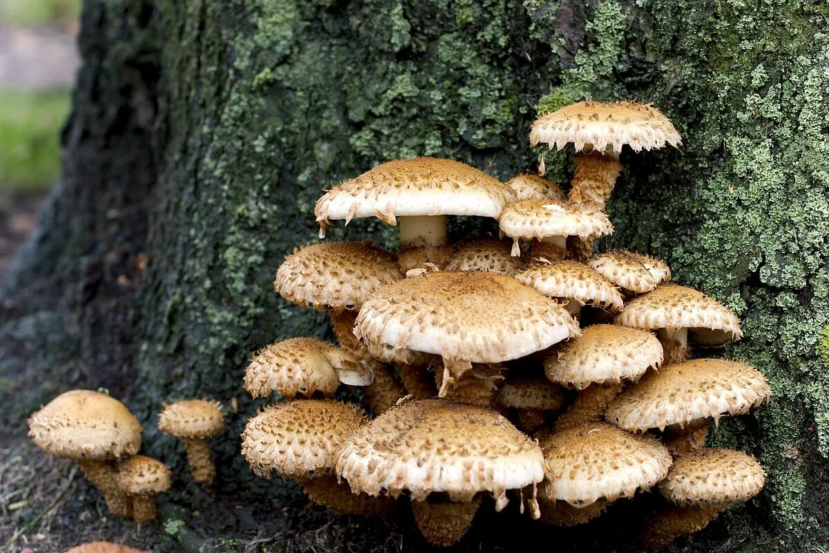 Ложные королевские опята фото File:Krumskrællet skælhat (Pholiota squarrosa) 3.jpg - Wikimedia Commons