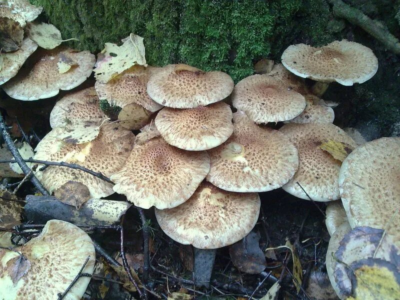 Ложные королевские опята фото Чешуйчатка клейкая (77 фото)
