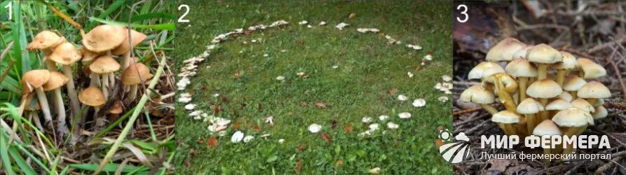 Ложные луговые опята фото как отличить Опята - ложные и съедобные: фото и как отличить