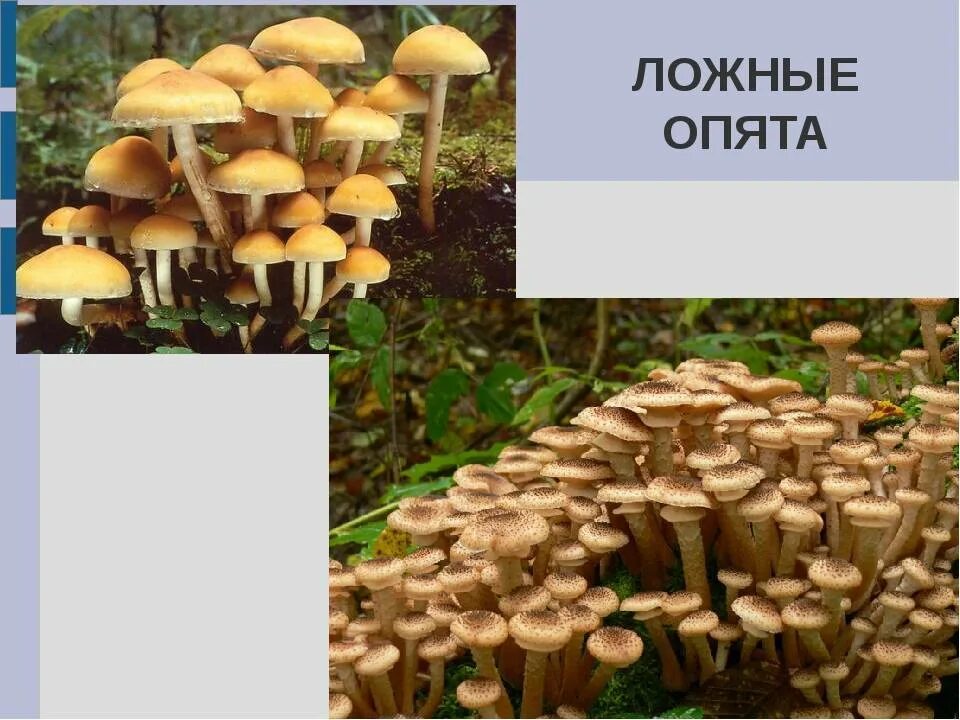 Ложные луговые опята фото как отличить Грибы ложные опята - фото, описания, как отличить от настоящих