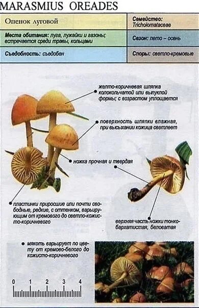 Ложные луговые опята фото как отличить Справка - краткие факты. Опенок луговой. Местообитание: богатая травянистой подс