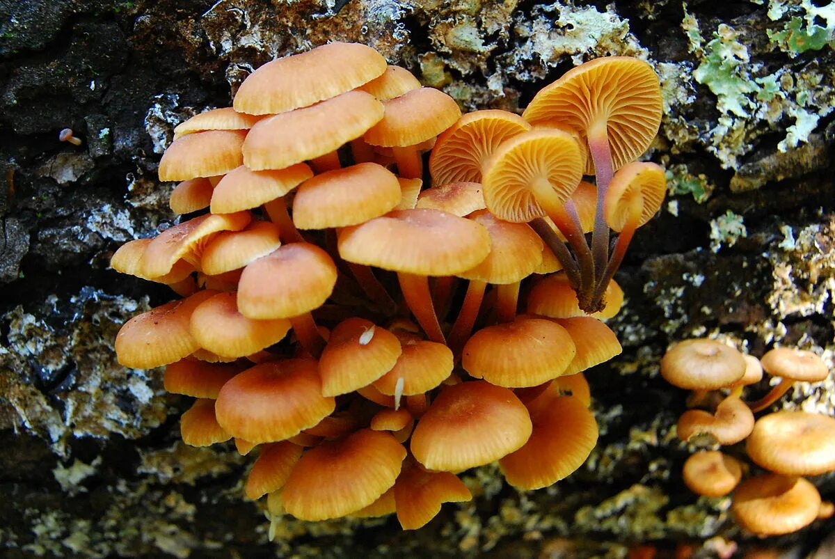 Ложные опята фото Файл:Xeromphalina campanella 63413.jpg - Википедия