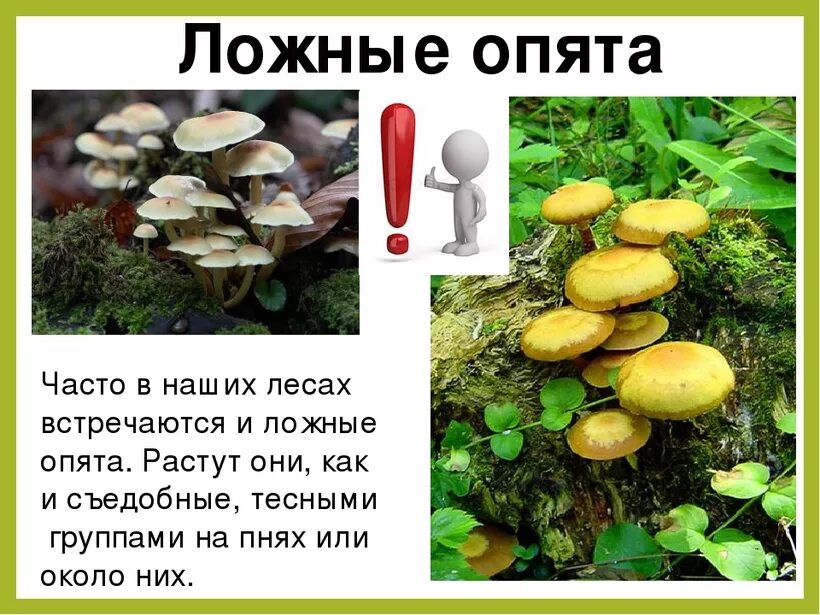 Ложные опята фото и описание как отличить Как отличить ложные опята от настоящих