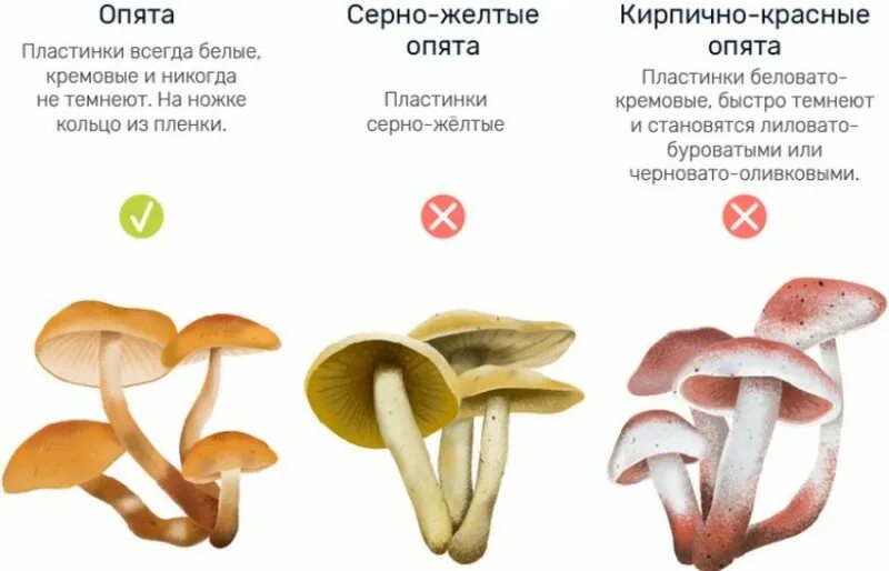 Ложные опята фото и описание как отличить Опенок осенний: как отличить от ложного двойника несъедобного (фото)