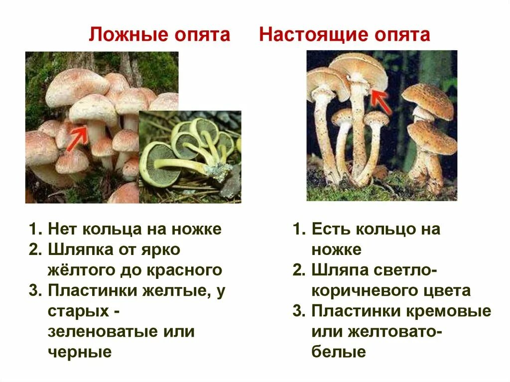 Ложные опята фото как отличить Как отличить опята от ложных опят Фитостудия-63.ру