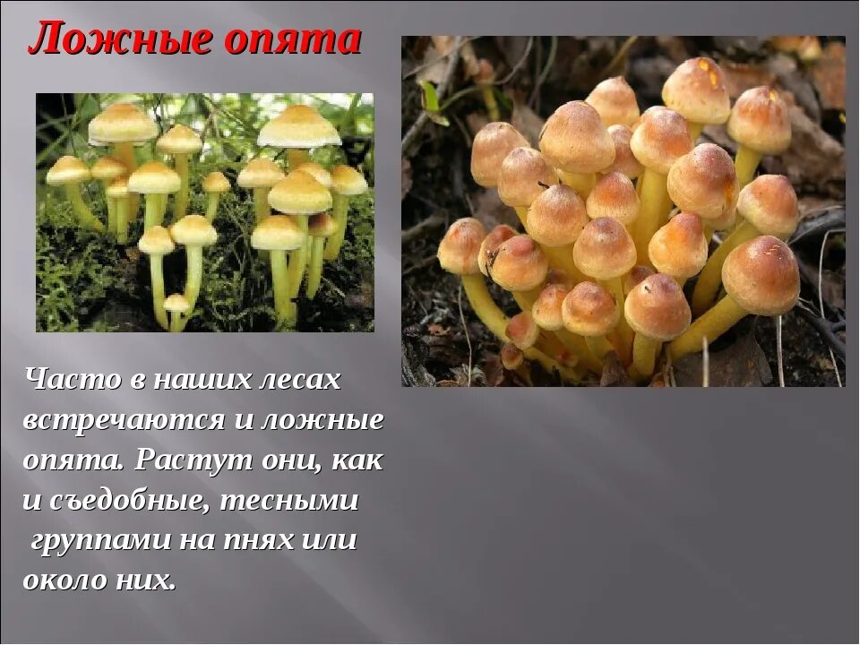 Ложные опята фото как отличить Опята и ложные как отличить Южный Город