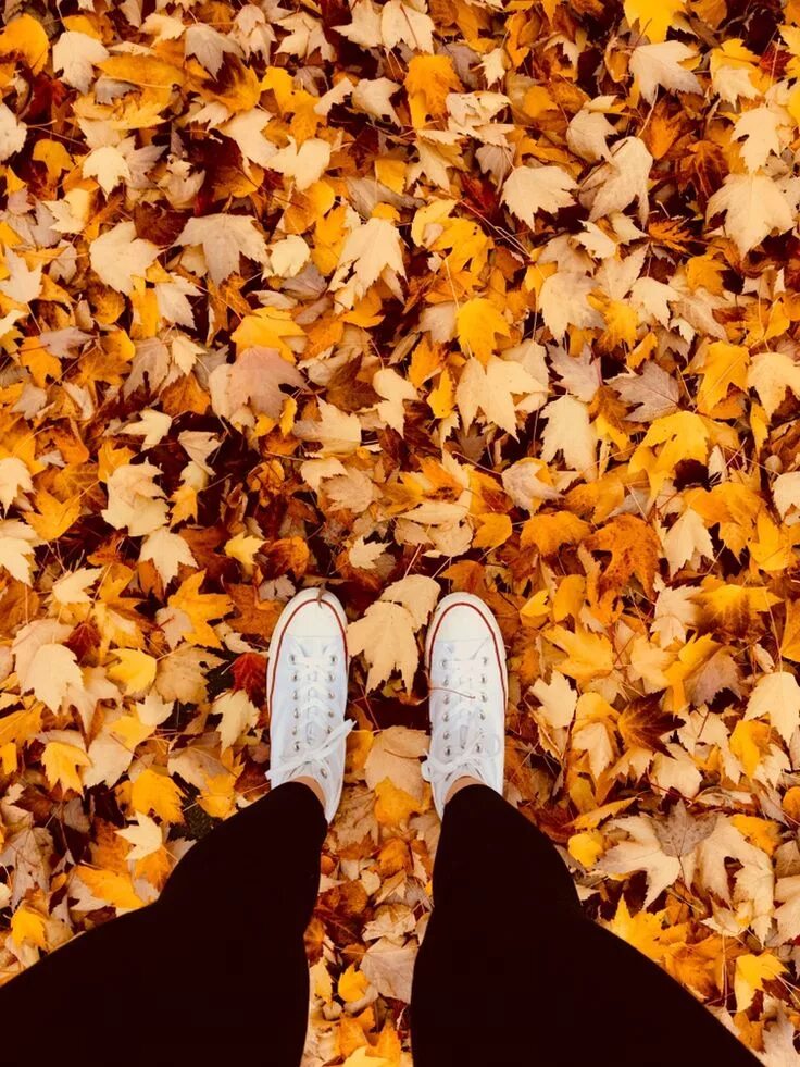 Лп фото осень ↞ ⋅ Pinterest: rayne1618 ⋅ ↠ Autumn photography, Autumn aesthetic, Christmas aes