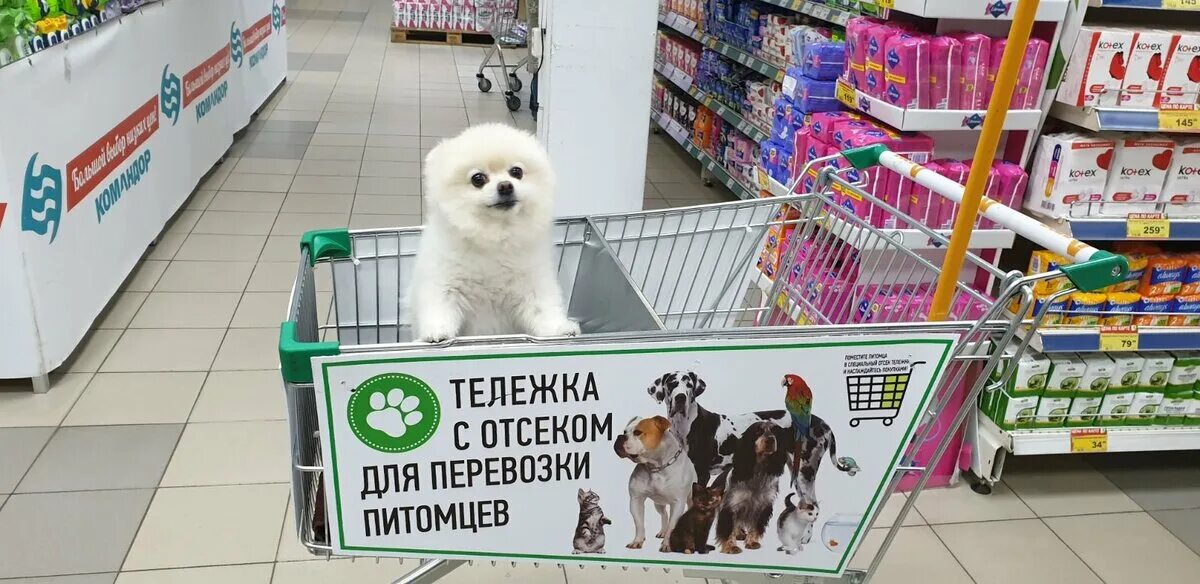 Магазин собака фото В российских магазинах появятся тележки для домашних животных Новосибирский Журн