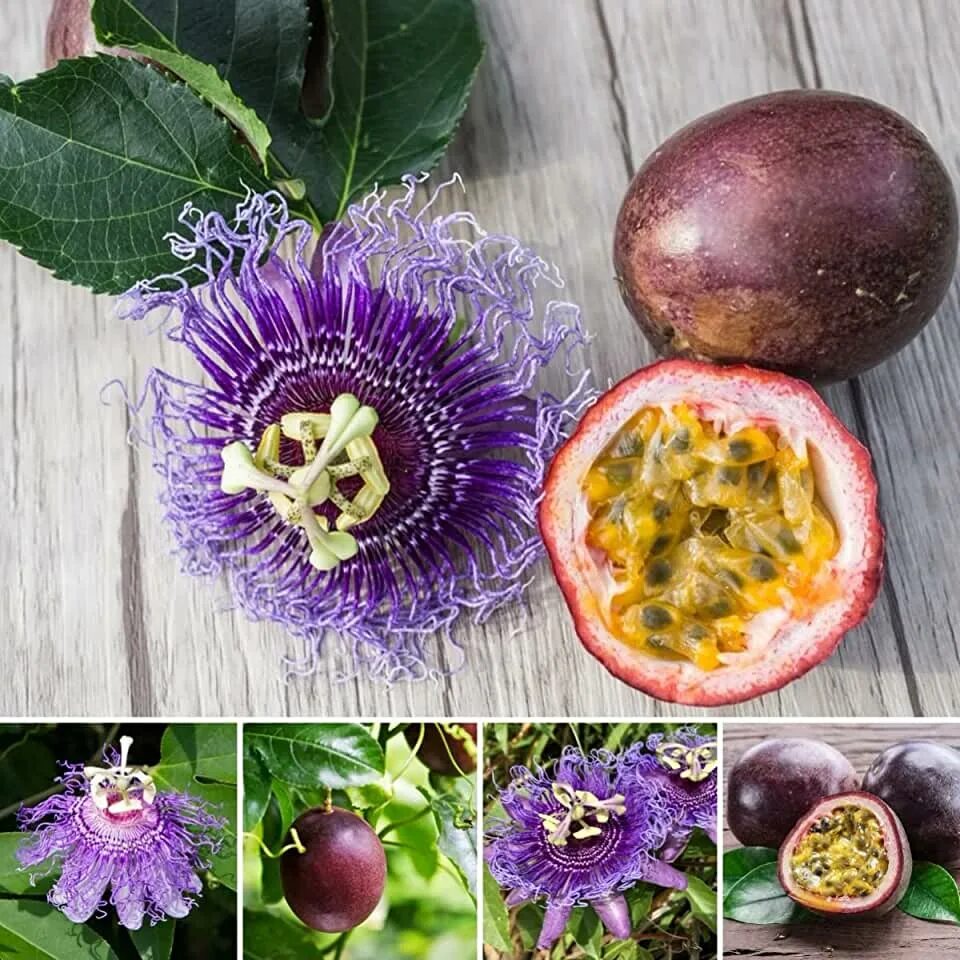 Магический фрукт фото Fruit Plants & Seeds Amazon.com