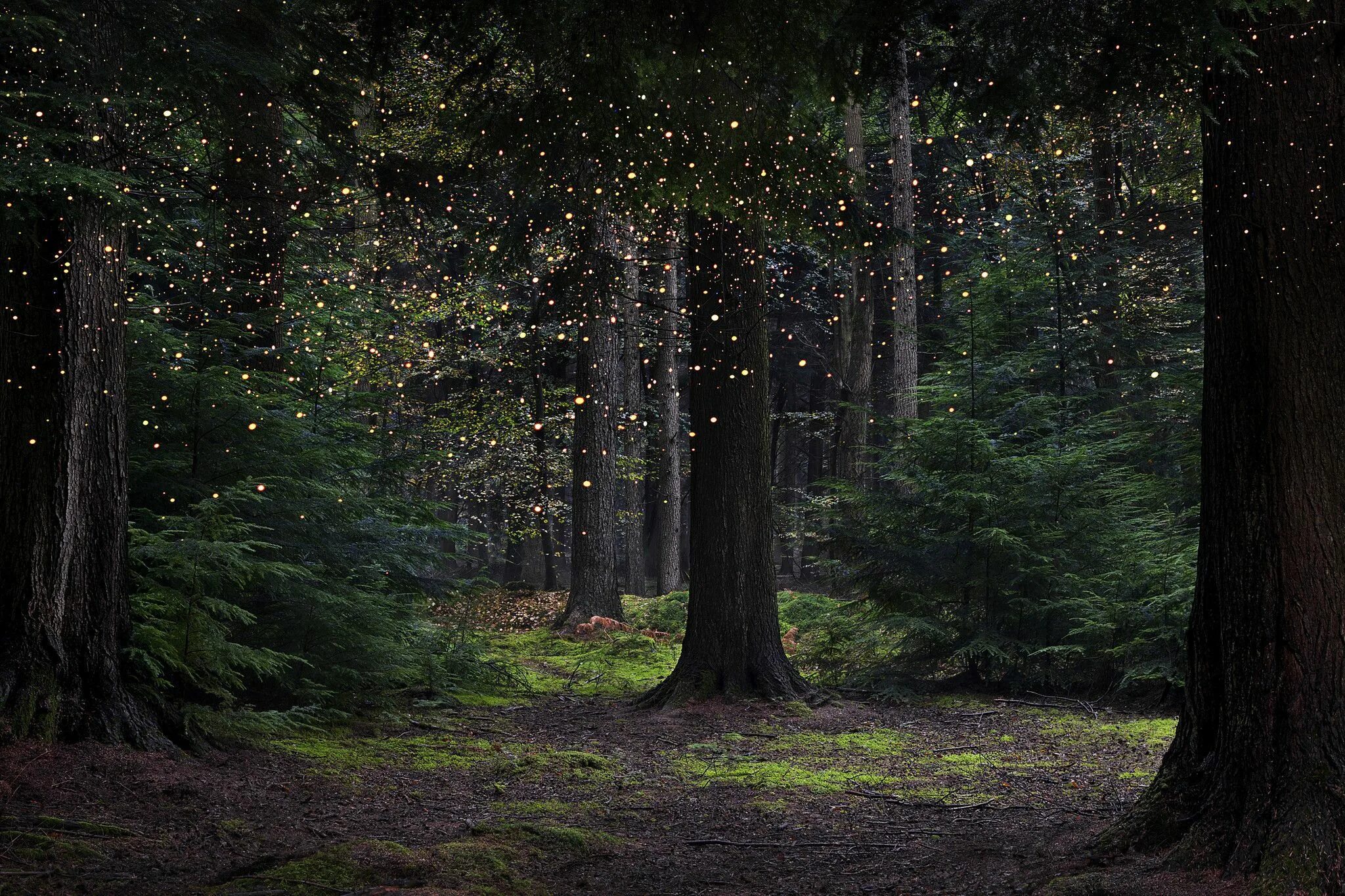 Магический лес фото Photographer Ellie Davies plunges 'Into the Woods,' her eyes on the 'Stars' Fair