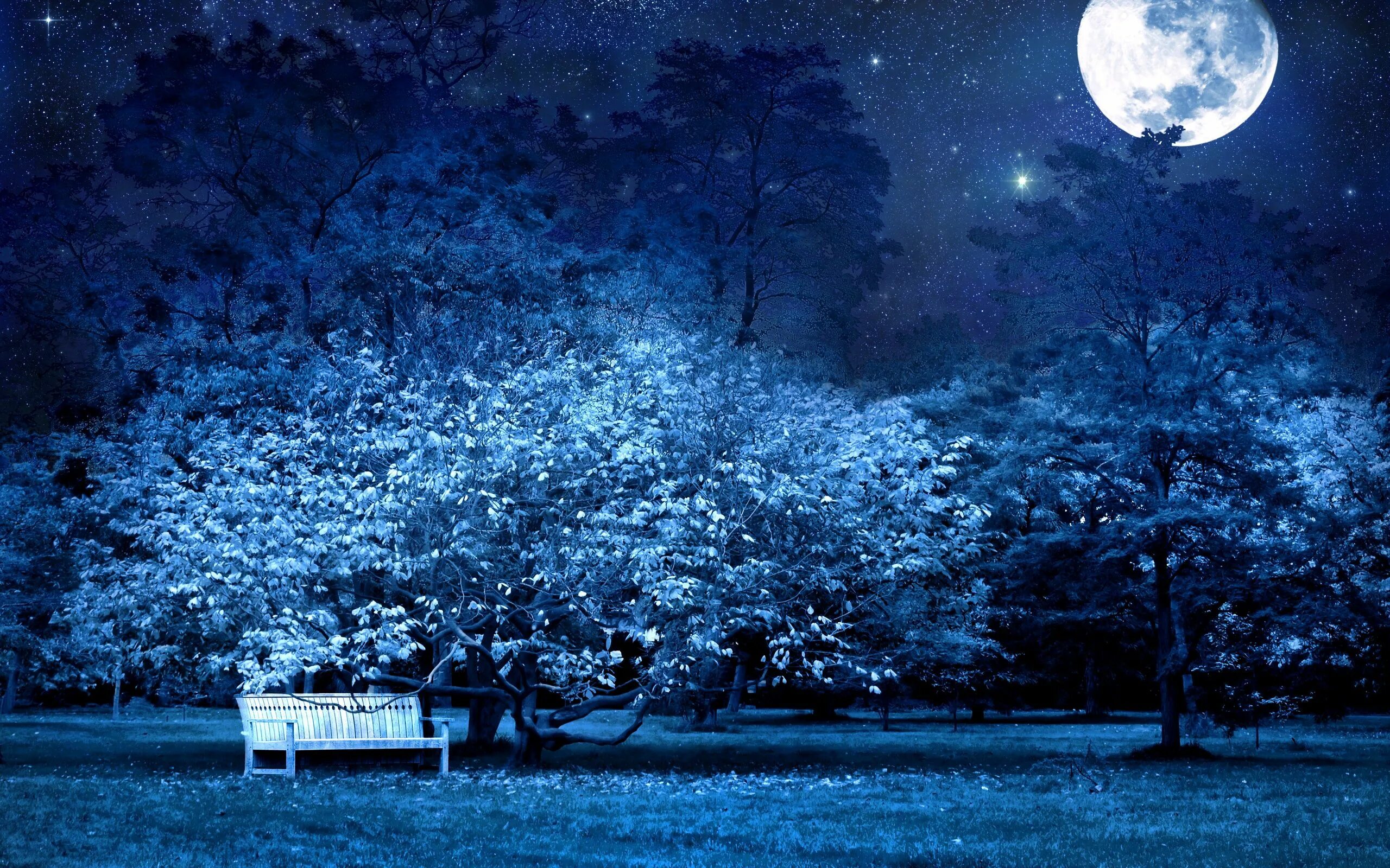 Магия ночи фото Wallpaper nature, park, night, moon, tree, bench, secret HD Desktop ... Full moo