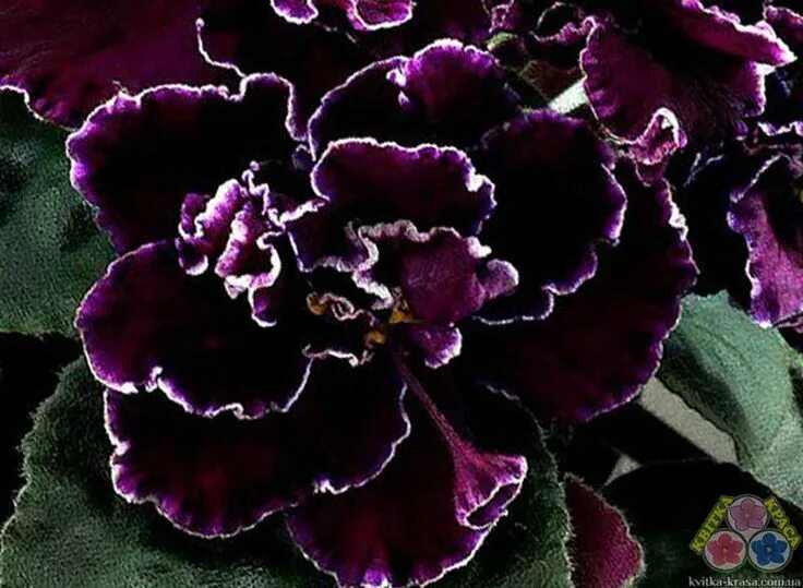 Магия сорт фиалки фото Фиалки стандарты (сенполии) РС Черная Роза Flowers, Plants, Rose