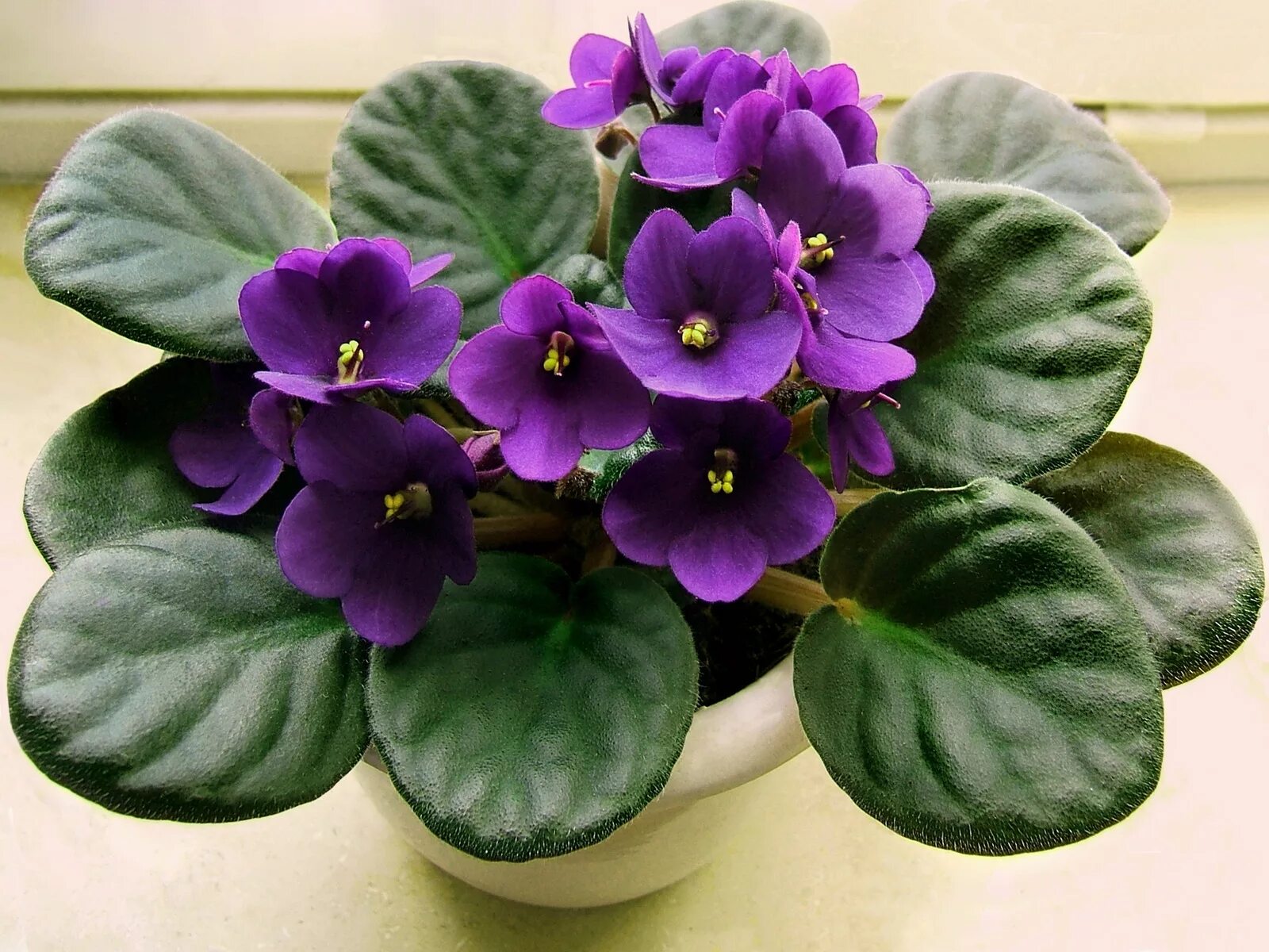 Магия сорт фиалки фото Wallpaper : ungu, hijau, Primula, menanam, banci, Flora, dalam, pot, daun bunga,