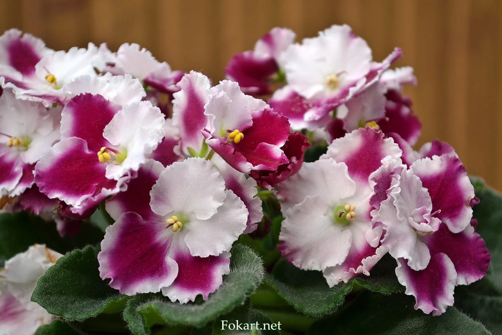 Магия сорт фиалки фото Бордовая с белым фиалка - Fokart.net