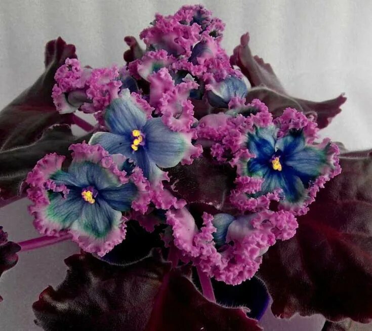 Магия сорт фиалки фото Сортовые Фиалки (Сенполии) - Девочки смотрите какая меня новинка расцвела! - Pfl