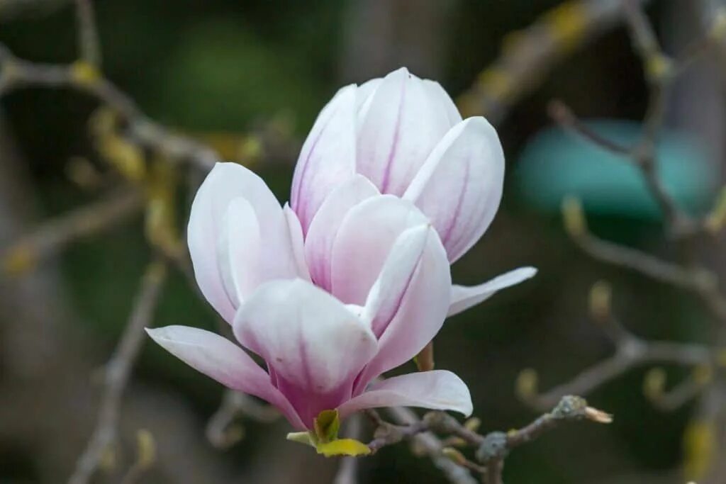 Магнолии фото цветов Florgeous Your #1 Resource For All Flowering Plants and Gardening Flower meaning