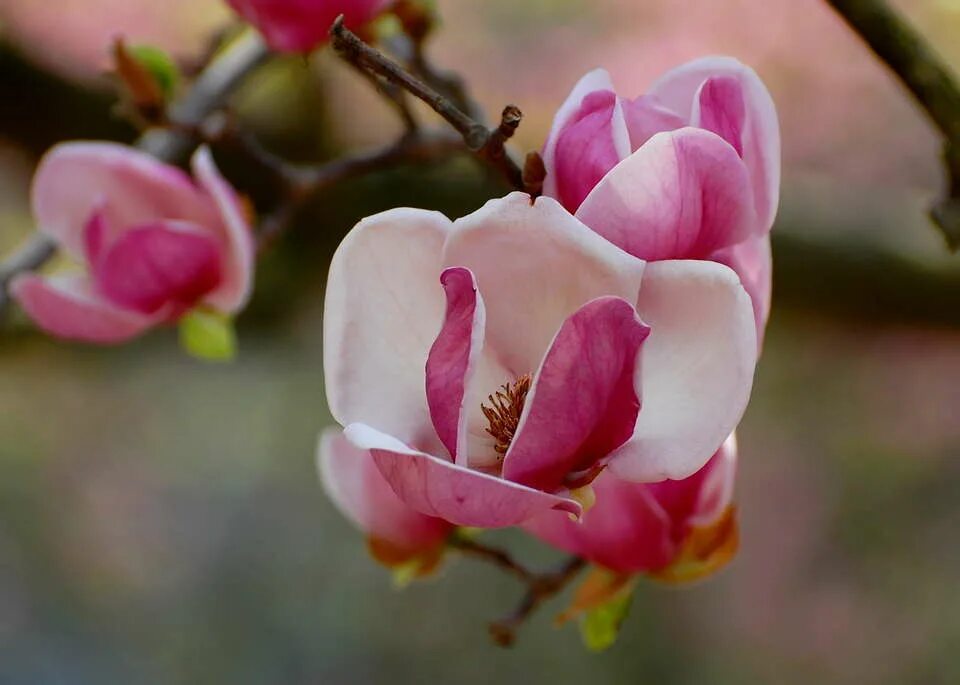 Магнолии фото цветов Магнолия Photo magnolia-61.jpg Bestgraph