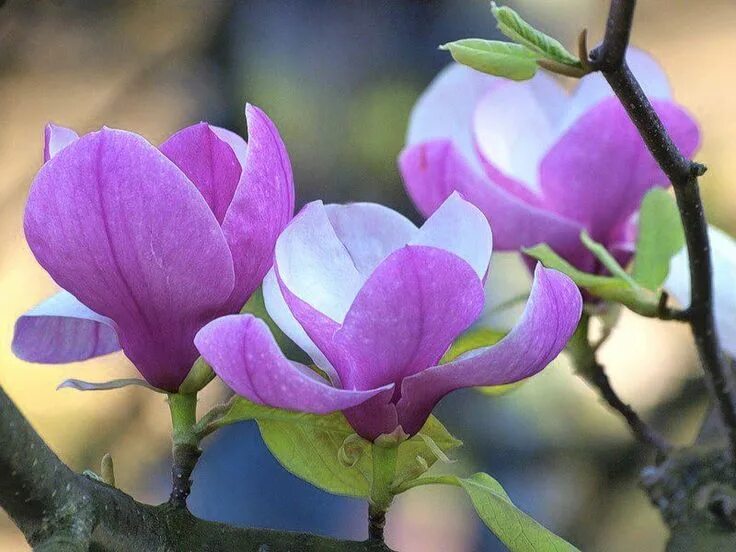 Магнолии фото цветов Magnolias. Magnolia flower, Flowers photography, Beautiful flowers