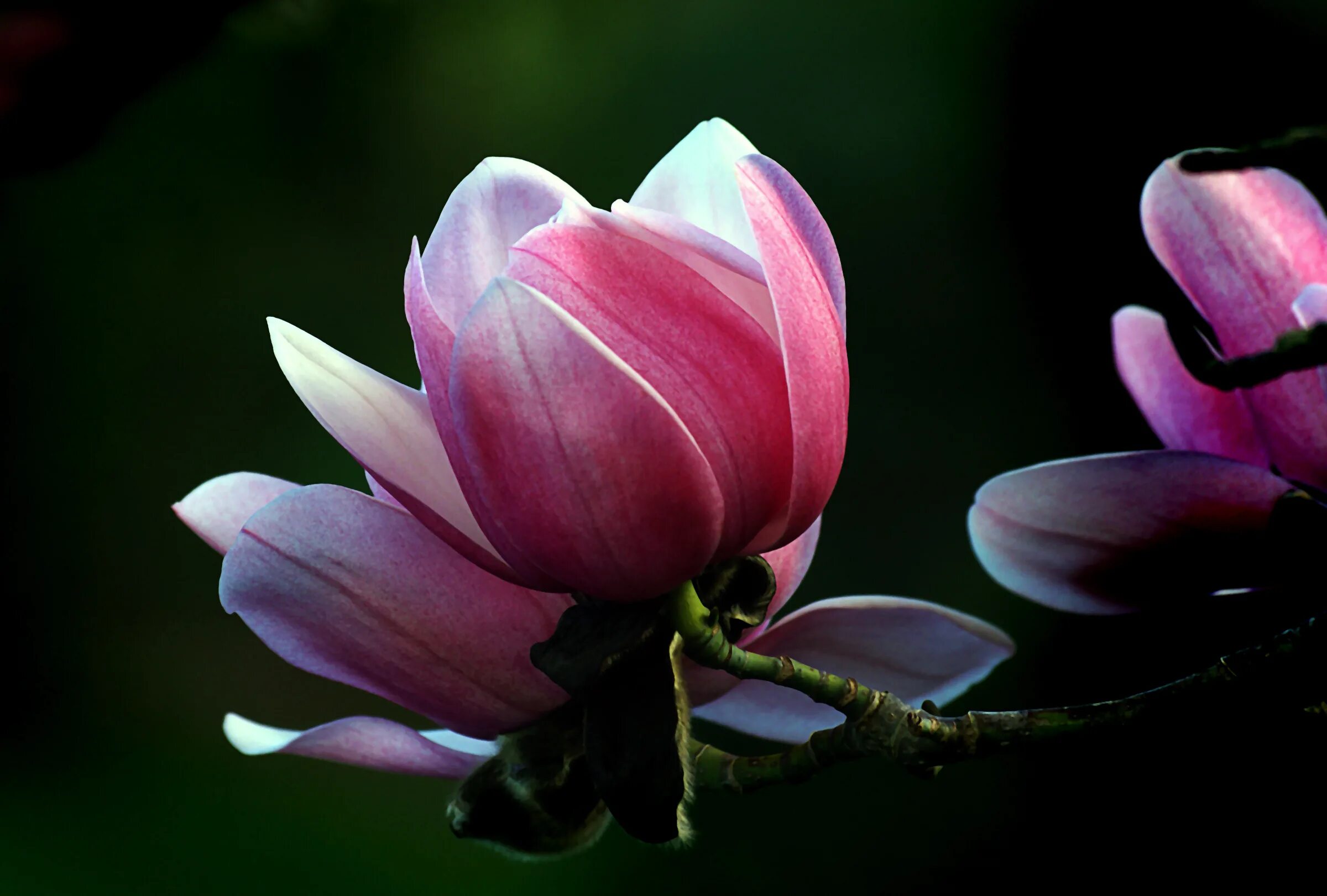 Магнолии фото цветов Free Images : blossom, flower, petal, pink, sacred lotus, aquatic plant, flora, 