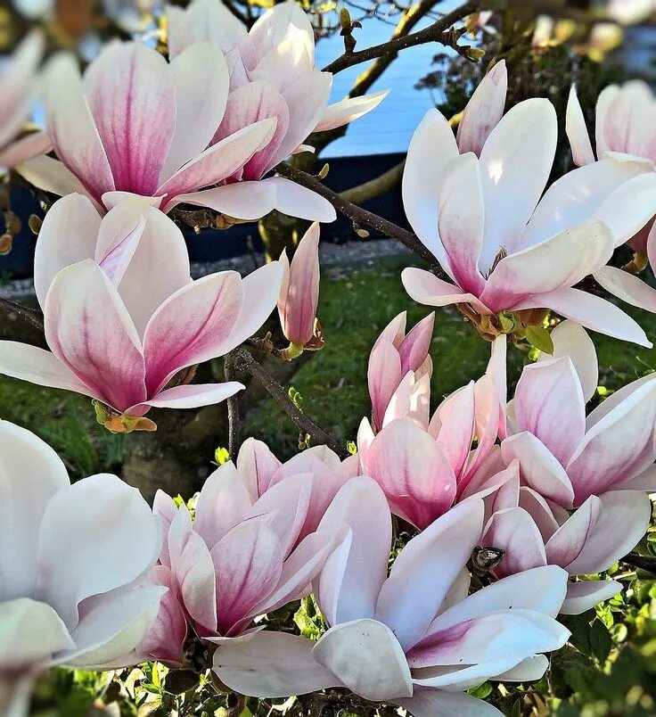 Магнолии фото цветов Magnolia Tulip Plant - Free photo on Pixabay Magnolia denudata, Planting tulips,
