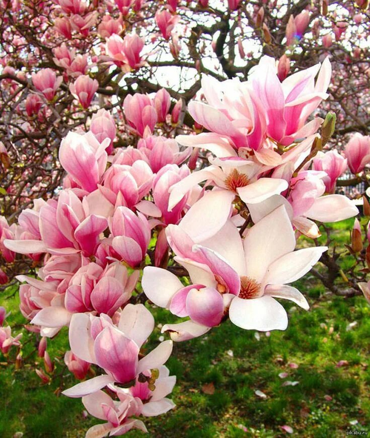 Магнолии фото цветов Магнолия Beautiful tree, Flowering trees, Beautiful flowers