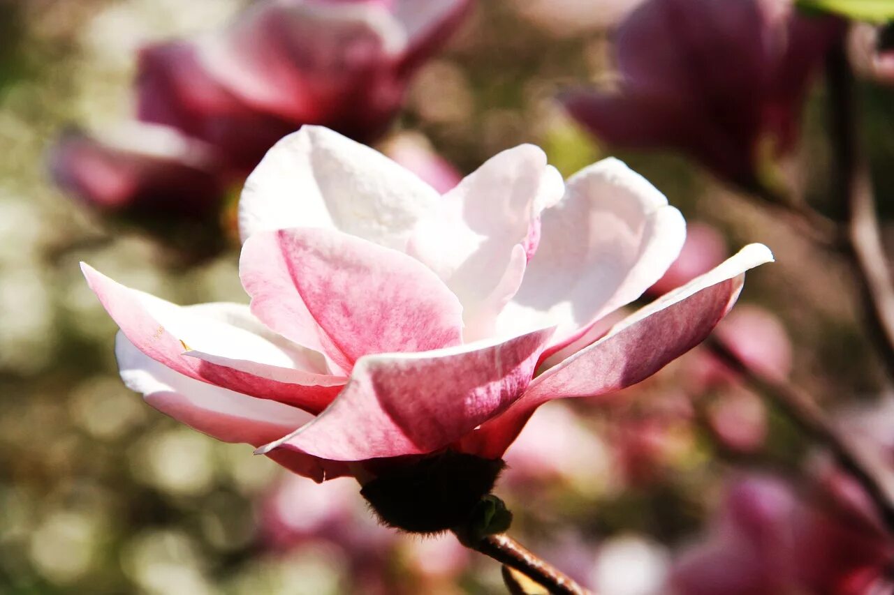Магнолии фото цветов Flower,magnolia,spring,spring flowering,tree - free image from needpix.com