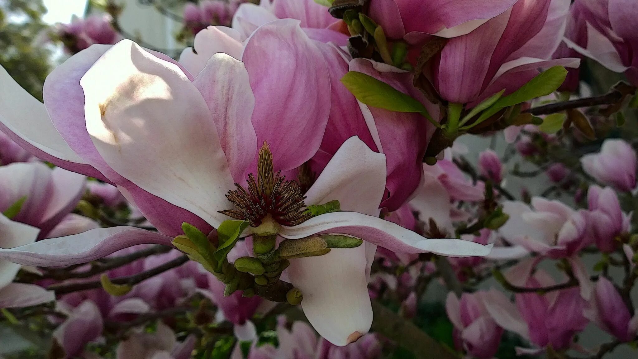 Магнолии фото цветов N20160217-0005—Magnolia × soulangeana—Berkeley Magnolia soulangeana, Magnolia, P
