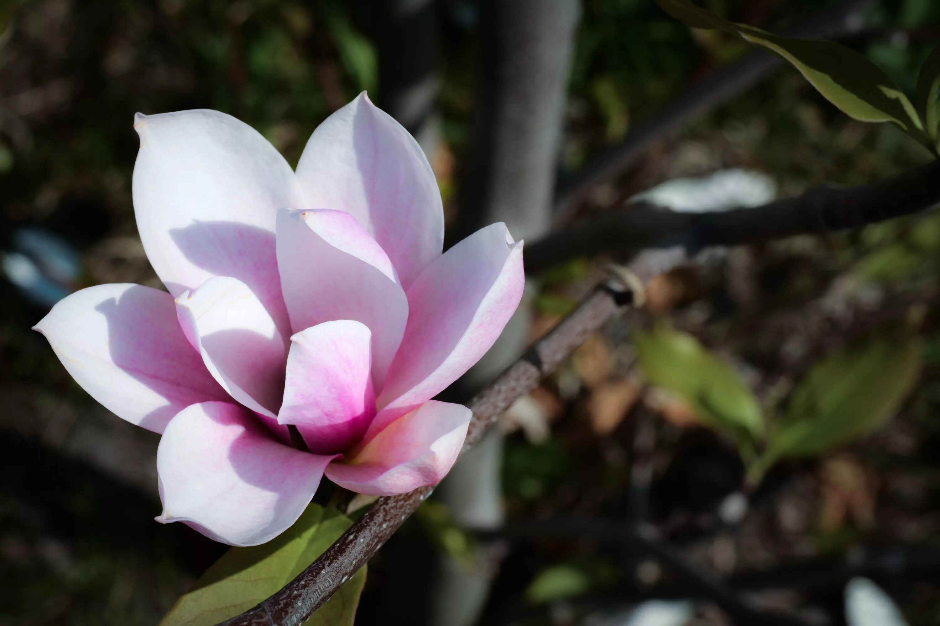 Магнолии фото цветов Download wallpaper white, flower, summer, flowers, Park, photo, tree, pink, sect