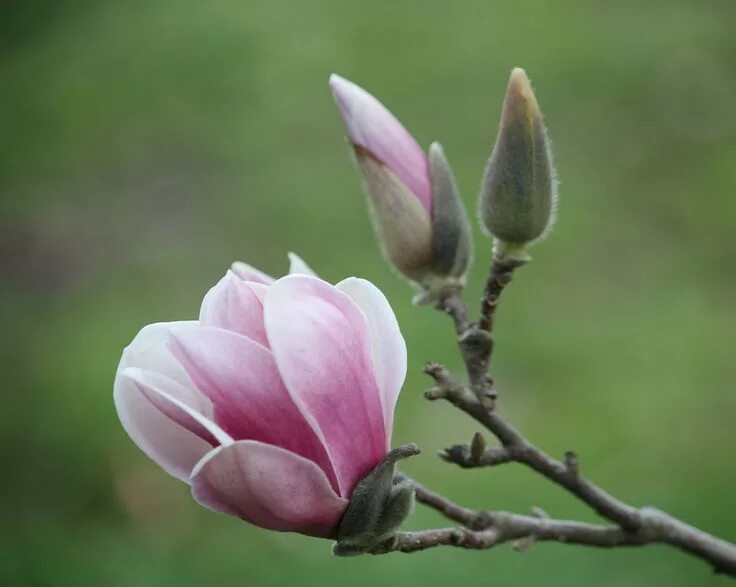 Магнолии фото цветов Light Pink, Japanese Magnolia, Tulip Tree Bloom ... 3-18-10 Japanese magnolia, F