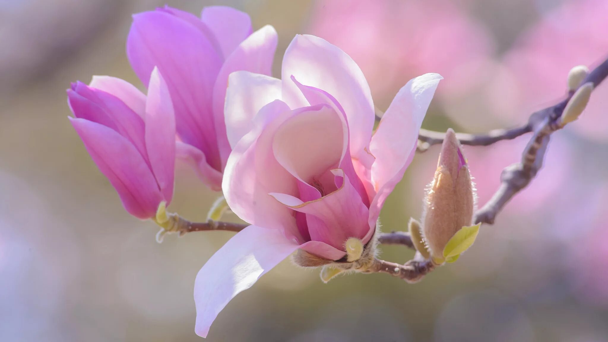 Магнолии фото цветов Download wallpaper flowers, background, pink, beauty, branch, spring, petals, bu