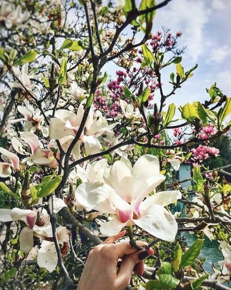 Магнолия дерево фото с цветами в сочи In the Krasnodar Territory, the magnolias of Sulang ! bloomed ahead of time Phot