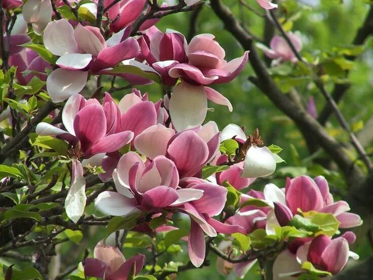 Магнолия дерево описание и фото Магнолия в Женеве Spring flowers wallpaper, Spring flowers background, Amazing f