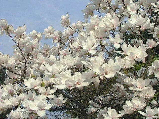 Магнолия дерево описание и фото Magnolia 'Manchu Fan'