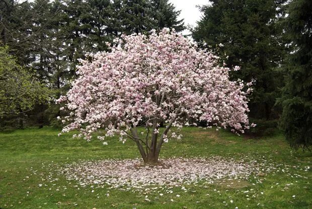 Магнолия дерево описание и фото Photo of the Week: Mom's Magnolia Tree Magnolia trees, Jane magnolia tree, South