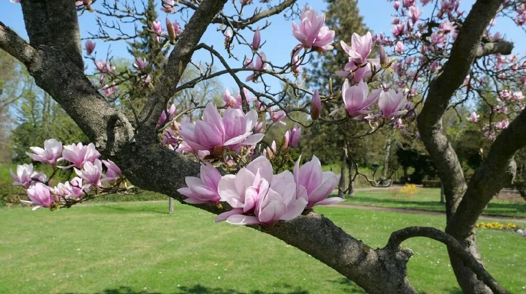 Магнолия дерево описание и фото The 8 Most Popular Types of Magnolia Trees in North Texas TreeNewal
