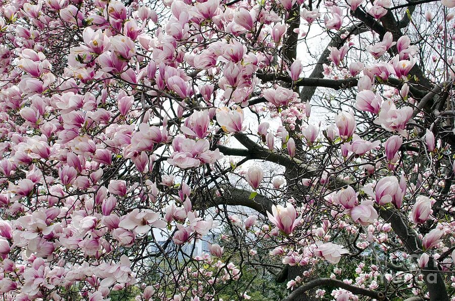 Магнолия дерево описание и фото Magnolia Tree Diseases: What Affects Your Magnolia Tree? 498