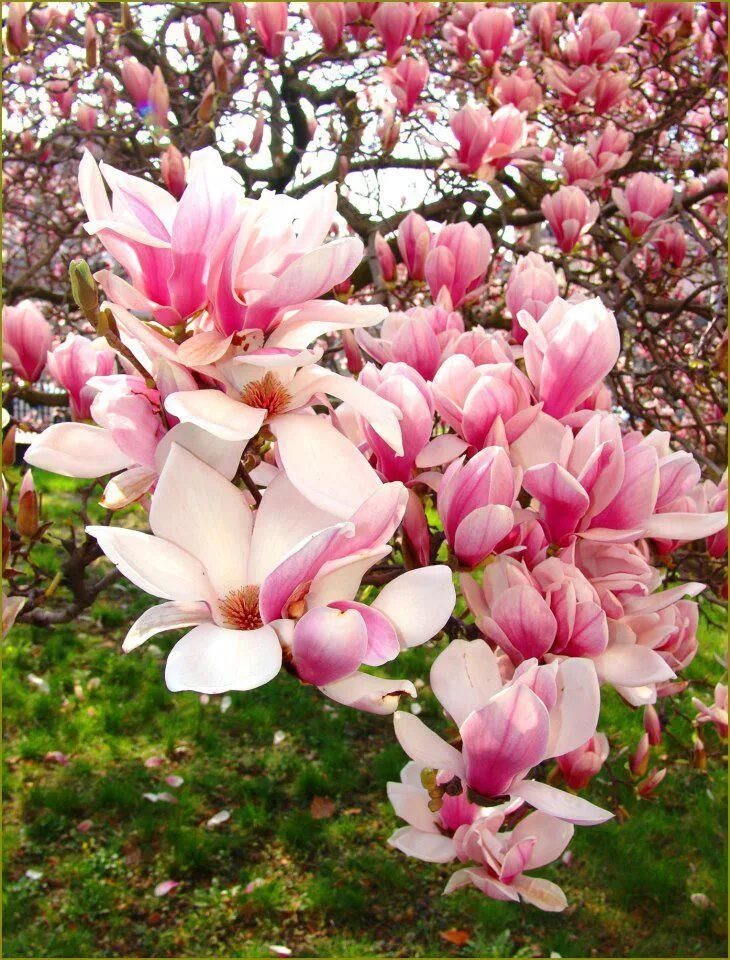 Магнолия дерево в крыму фото Magnolia Tree Flowering trees, Fragrant garden, Pretty trees