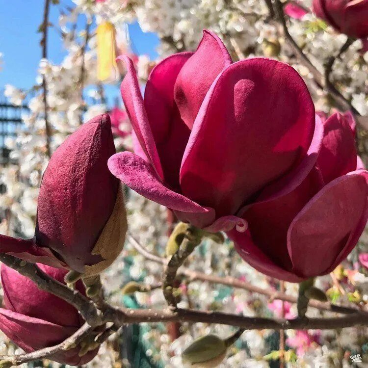Магнолия дженни описание сорта фото отзывы садоводов Magnolia en pot pour terrasse - quels contenants, variétés et soins en 2021 Arbr