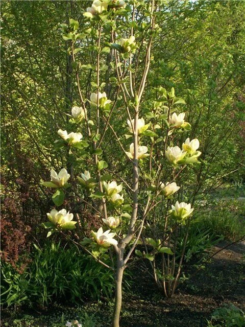 Магнолия дженни описание сорта фото отзывы садоводов magnolia sunsation - Google Search Магнолия, Сад, Садовые домики