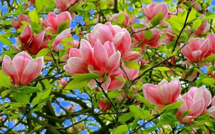 Магнолия фото дерева и цветов J'adore les magniolas Цветок, Магнолия, Цветы
