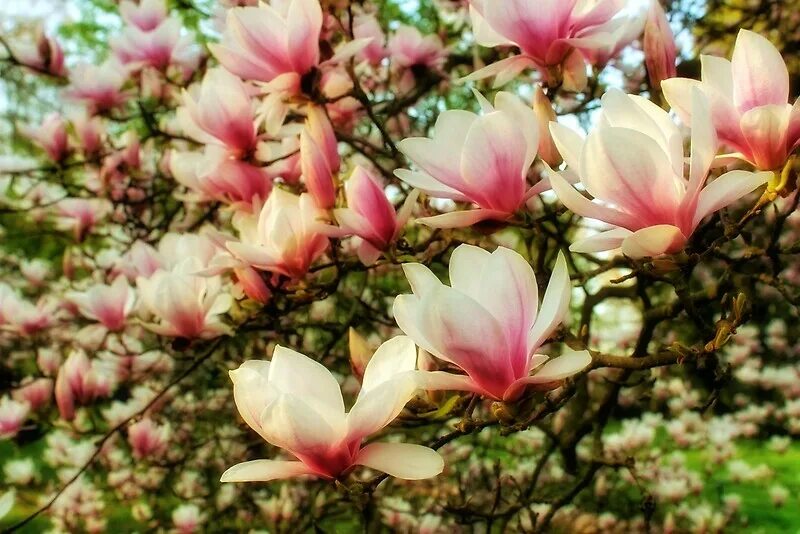 Магнолия фото дерева и цветов "Pink Flowers" by TrueCaptures Redbubble