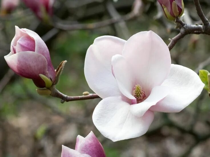 Магнолия фото дерева и цветов Magnolia Магнолия, Цветок, Цветочный