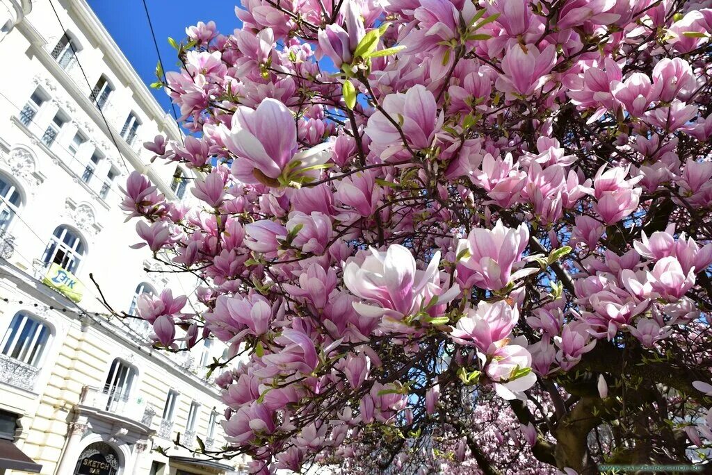 Магнолия фото дерева и цветов когда цветет Makartplatz, park, Salzburg, Stadt Salzburg, Makartplatz - Yandex Maps